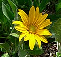 Wyethia helenioides