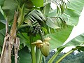 Bananier du jardin botanique