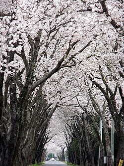 千貫桜