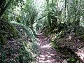 Un sentier forestier dans le Bois du Névet.