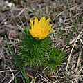 Adonis vernalis éclosant sur le causse de Sauveterre.