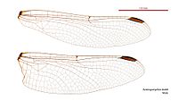 Male wings