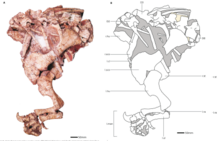 Photograph of the bones on the left, and an interpretive line drawing with text labels on the right