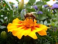 European honey bee