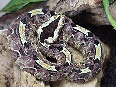 Bitis nasicornis