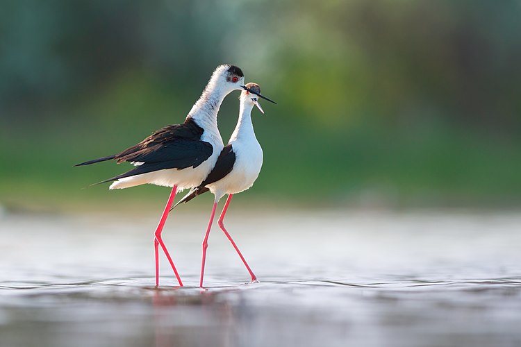 Брачные ухаживания у ходулочников (Himantopus himantopus)