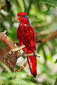 At Jurong Bird Park