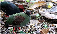 Crested wood partridge (Rollulus rouloul)