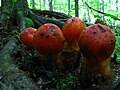 Calostoma cinnabarina