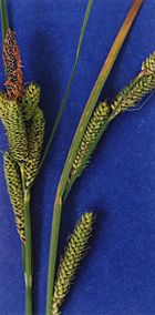 Carex lenticularis