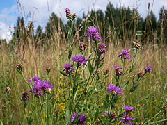 Centaurée jacée en Biélorussie.