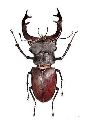 Самец жука-оленя (Lucanus cervus)