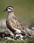 Mornellregenpfeifer (Dotterel)