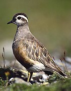 Oiseau posé au sol vu de côté.