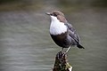 Wasseramsel (Dipper)