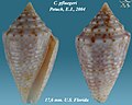 Conasprella pfluegeri (Petuch, 2003)