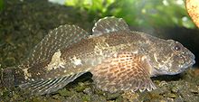 Cottus gobio