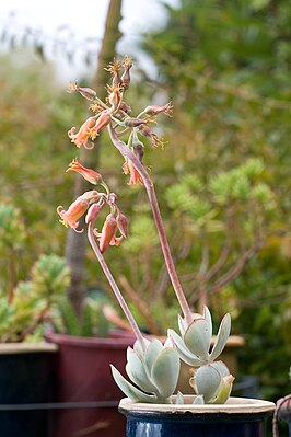 Типовой вид Cotyledon orbiculata