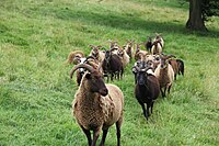 索厄羊(Soay sheep)，僅見於聖基爾達群島索厄島的野化綿羊種群（現已轉移至赫塔島），據信是新石器時代歐洲綿羊的孑遺。