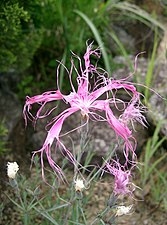 Dianthus x isensis