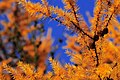 Aiguilles du mélèze d'Europe en automne.