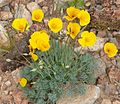 Eschscholzia glyptosperma