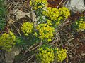 Euphorbia cyparissias