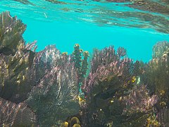 Fan corals of the reef