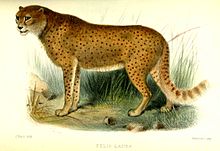 Illustration of the woolly cheetah (Felis lanea) published in the Proceedings of the Zoological Society of London in 1877
