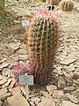 Ferocactus pilosus, Ботаничка градина, Бон, Германија