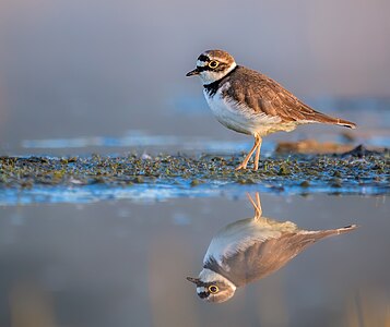 Little ringed plover, by Stephan Sprinz