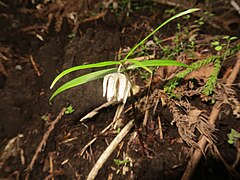 花の花被片間に隙間があることが多い。花被片基部の4分の1から5分の2あたりに「肩」と呼ばれる張り出しがある。