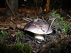 Tricholoma portentosum