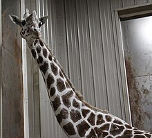 This giraffe