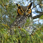 Great horned owl (Bubo virginianus)