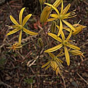 Bloomeria crocea