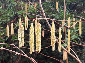 hazel flowers