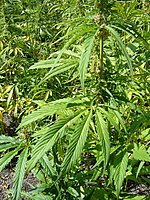 A male hemp plant