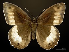 Male