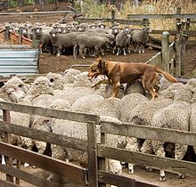 A brown dog walks across the backs of sheep crowded tightly together in a pen