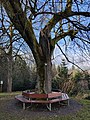 Naturdenkmal Linde neben der Giersbergkapelle