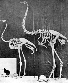 Comparação entre kiwi, avestruz e moa gigante