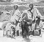 Tibetans with yak and sheep with salt bag, 1898