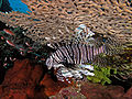 Lionfish