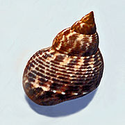 Littoraria scabra