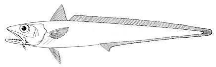 The blue grenadier (hoki), a deep water demersal fish, is subjected to a large sustainable fishing industry in New Zealand.[47]