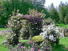 Massif de roses dans la Roseraie.