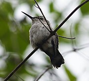 Colibri-abelha-cubano (Mellisuga helenae).