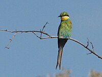 Swallow-tailed Bee-eater