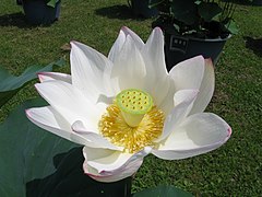 Variété de lotus blanc.